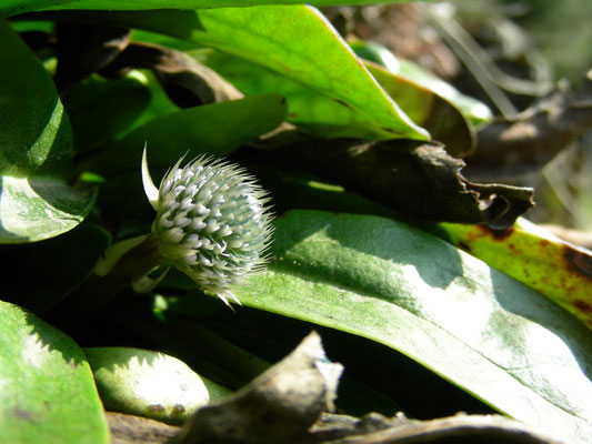 Globularia nudicaulis - Nacktstiel Kugelblume,   © Mag. Angelika Ficenc