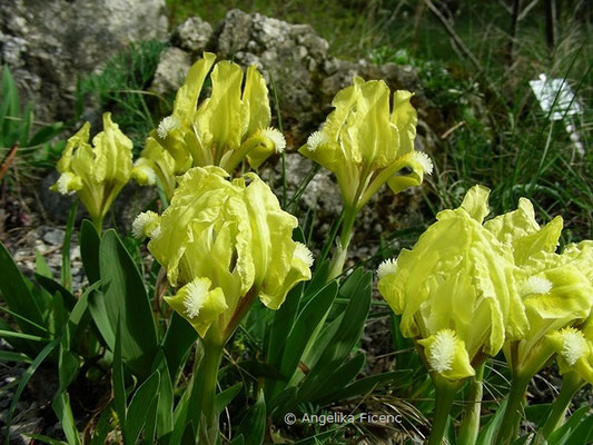 Iris pumila - Zwerg Iris   © Mag. Angelika Ficenc