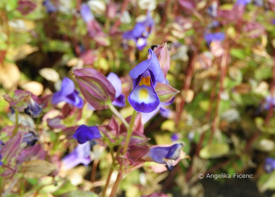 Torenia fournieri - Felsenlöwenmaul  © Mag. Angelika Ficenc