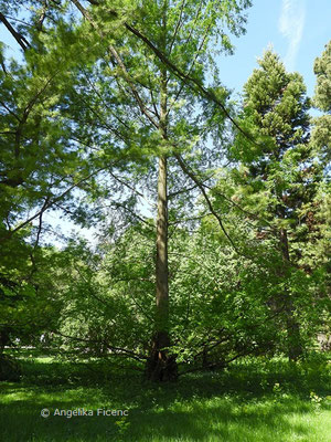 Metasequoia glyptostroboides - Chinesisches Rotholz,   © Mag. Angelika Ficenc