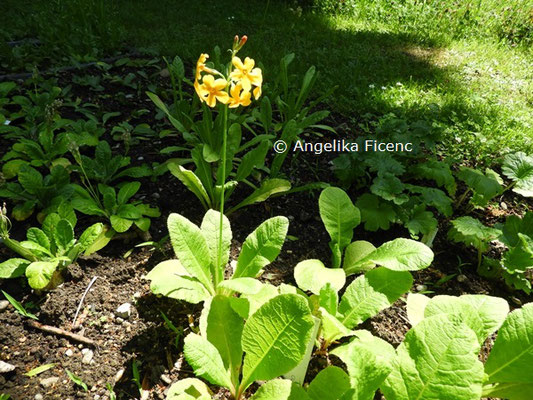 Primula bulleyana  © Mag. Angelika Ficenc