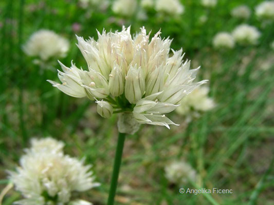 Allium schoenoprasum var. alpinum - Sibirischer Schnittlauch    © Mag. Angelika Ficenc