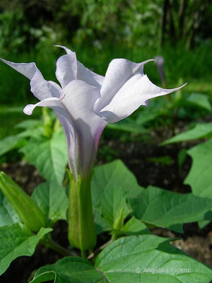 Datura stramonium - Stechapfel,   © Mag. Angelika Ficenc