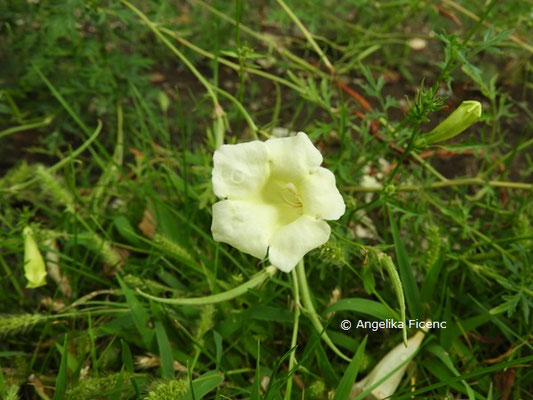 Incarvillea sinensis  © Mag. Angelika Ficenc