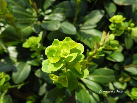 Euphorbia amygdaloides subsp. robbiae - Griffiths Wolfsmilch  © Mag. Angelika Ficenc