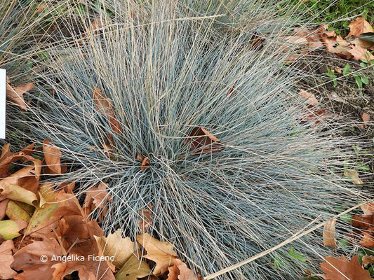 Festuca glauca  © Mag. Angelika Ficenc