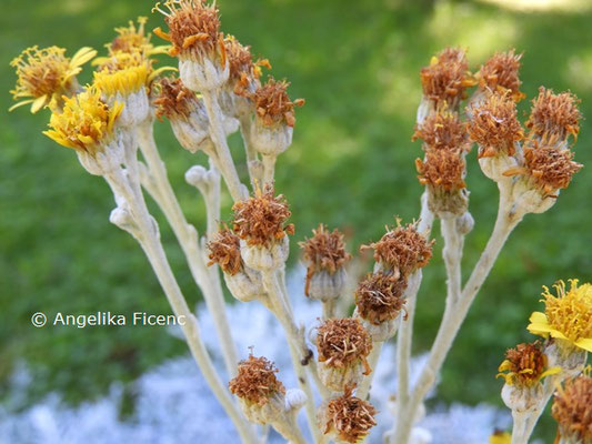 Senecio cineraria  © Mag. Angelika Ficenc