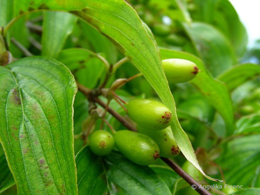 Cornus officinalis,     © Mag. Angelika Ficenc