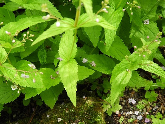 Veronica urticifolia  - Nessel-Ehrenpreis, Blätter  © Mag. Angelika Ficenc