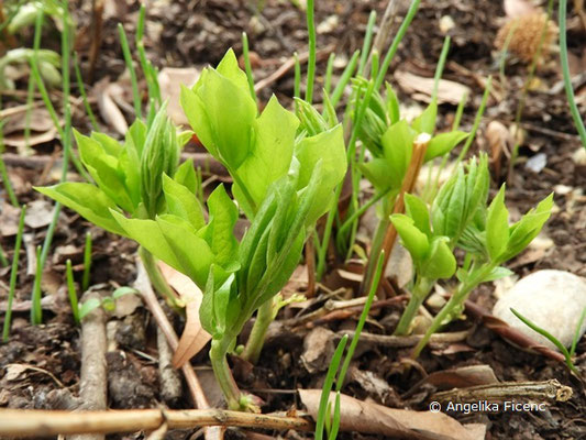 Lathyrus aureus © Mag. Angelika Ficenc