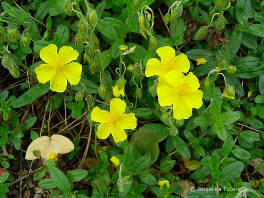 Helianthemum ovatum - Trübgrünes Sonnenröschen  © Mag. Angelika Ficenc