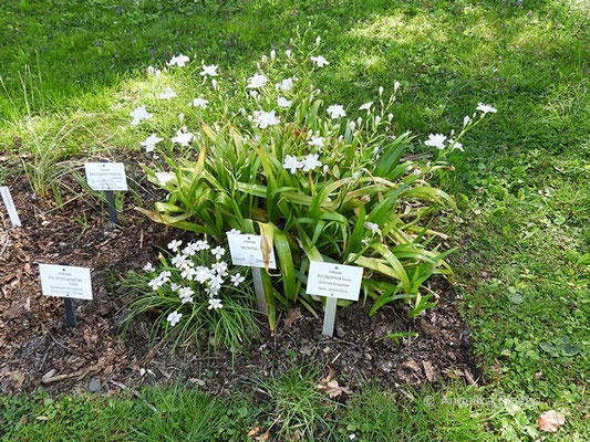 Iris japonica - Habitus   © Mag. Angelika Ficenc