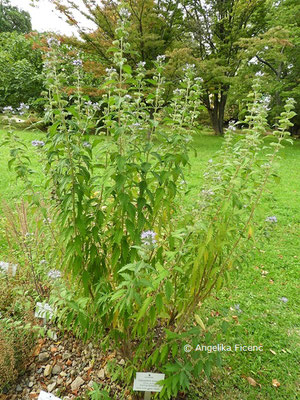 Caryopteris incana  © Mag. Angelika Ficenc