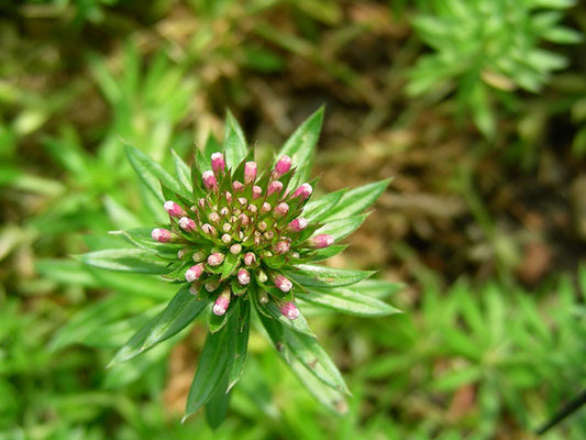 Phuopsis stylosa - Langgriffeliger Rosenwaldmeister  © Mag. Angelika Ficenc