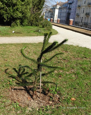 Araucaria araucana - Chilenische Araukarie  © Mag. Angelika Ficenc