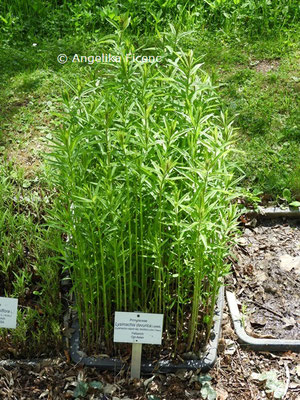 Lysimachia davurica  © Mag. Angelika Ficenc