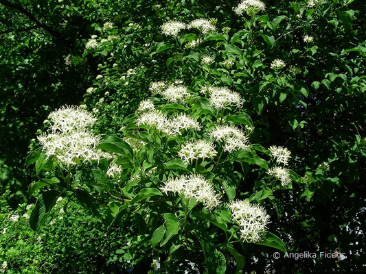 Cornus stricta - Steifer Hartriegel    © Mag. Angelika Ficenc