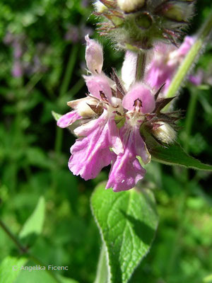 Stachys reinertii  © Mag. Angelika Ficenc