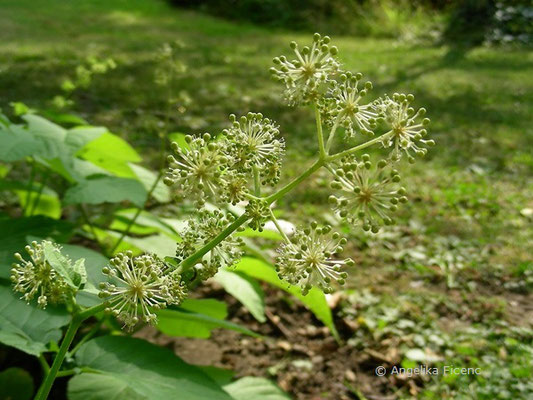 Aralia cordata var. sachalinensis © Mag. Angelika Ficenc