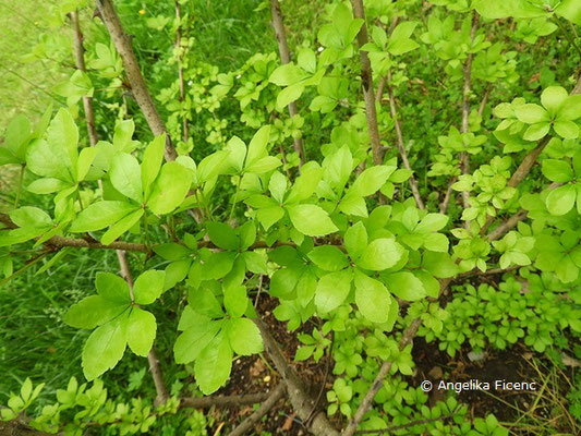 Eleutherococcus nodiflorus - Fingeraralie, Laubblätter  © Mag. Angelika Ficenc