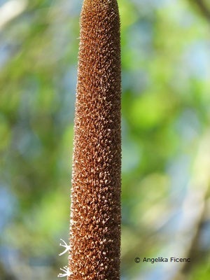 Australischer Grasbaum, Xanthorrhoea glauca subsp. glauca,© Mag. Angelika Ficenc