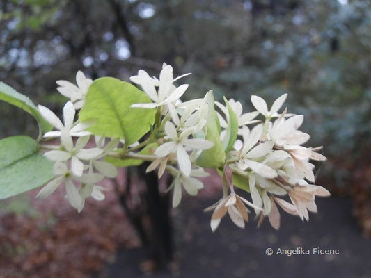 Abelia x Grandiflora (Abelia chinensis x A. uniflora)  © Mag. Angelika Ficenc