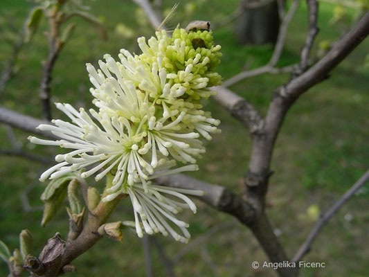 Fothergilla major - Großer Federbuschbaum  © Mag. Angelika Ficenc