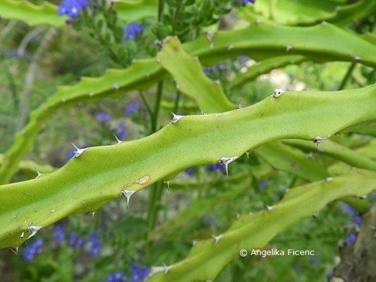 Euphorbia grandidens  © Mag. Angelika Ficenc