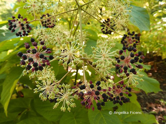 Aralia cordata var. sachalinensis © Mag. Angelika Ficenc