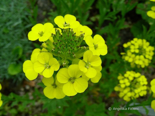 Erysimum wittmanii - Goldlack  © Mag. Angelika Ficenc