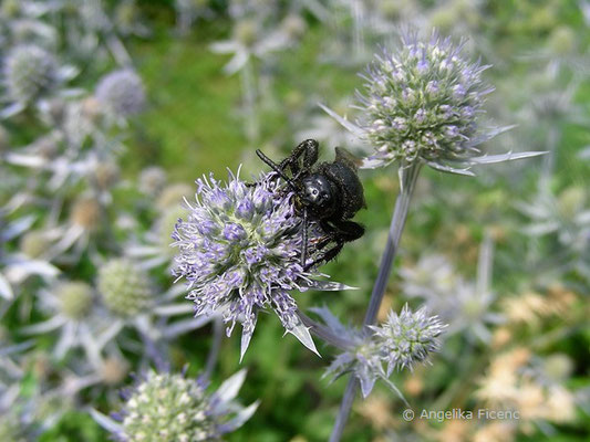 Eryngium planum - Flachblatt-Mannstreu