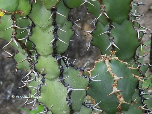 Euphorbia caerulescens © Mag. Angelika Ficenc