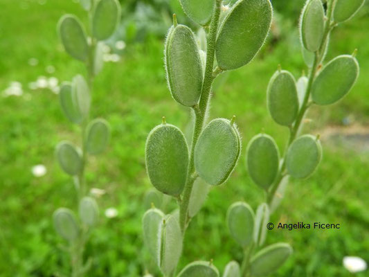 Fibigia triquetra - Schildkresse, © Mag. Angelika Ficenc