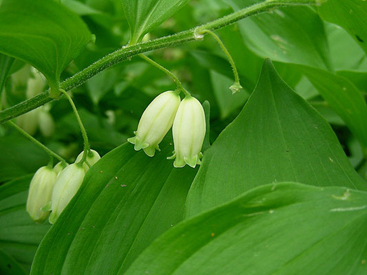 Polygonatum latifolium - Breitblatt-Weißwurz  © Mag. Angelika Ficenc