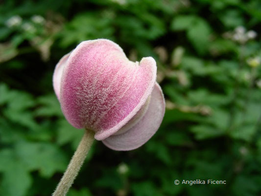 Anemone hupehensis, Blütenknospe  © Mag. Angelika Ficenc