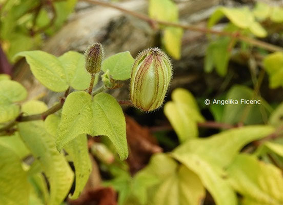 Passiflora capsularis © Mag. Angelika Ficenc