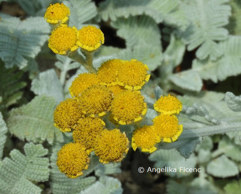 Tanacetum  haradjanii  © Mag. Angelika Ficenc