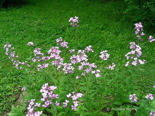 Hesperis matronalis - Garten Nachtviole  © Mag. Angelika Ficenc