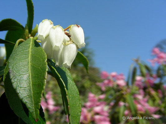 Pieris japonica - Lavendlheide  © Mag. Angelika Ficenc