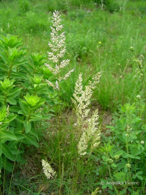 Koeleria macrantha - Zierliches Schillergras  © Mag. Angelika Ficenc