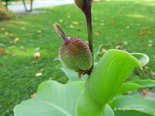 Canna indica, Frucht