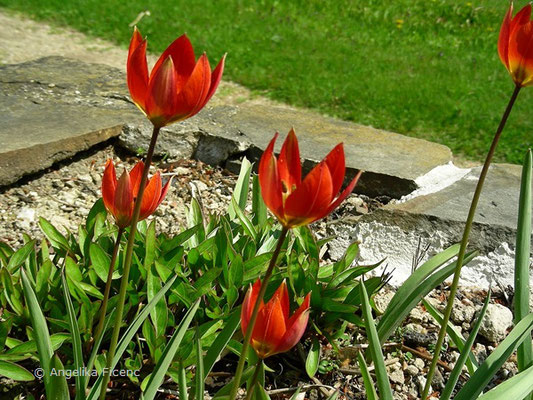 Tulipa hageri  © Mag. Angelika Ficenc