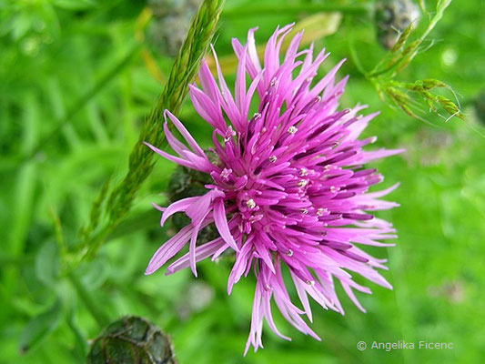 Centaurea scabiosa - Skabiosen Flockenblume  © Mag. Angelika Ficenc