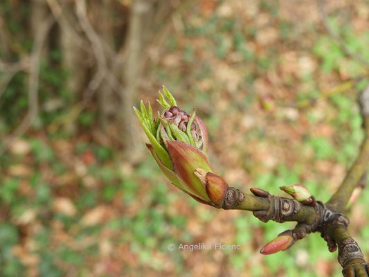 Staphylea colchica - Kolchische Pimpernuss  © Mag. Angelika Ficenc