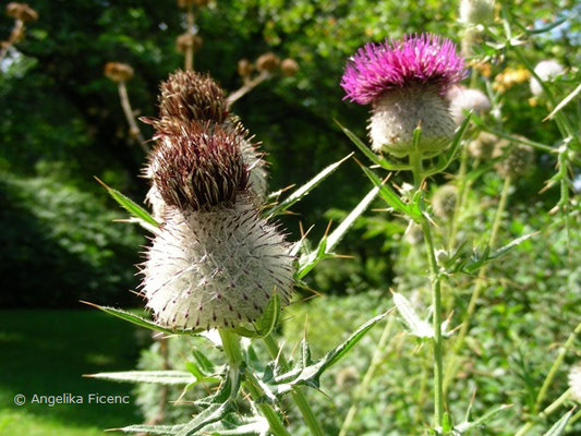 Cirsium eriophorum - Wollkopf Kratzdistel, Samenstand  © Mag. Angelika Ficenc