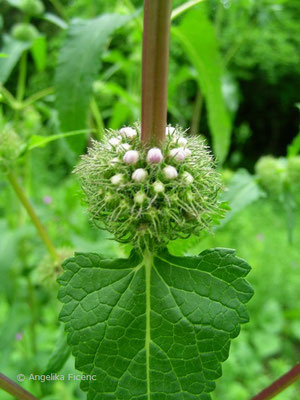 Phlomis tuberosa - Knollen Brandkraut  © Mag. Angelika Ficenc