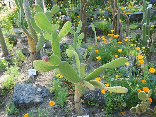 Opuntia tomentosa  © Mag. Angelika Ficenc