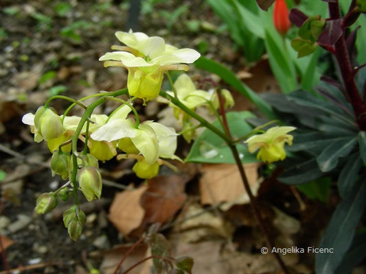 Epimedium versicolor sulphureum - Elfenblume