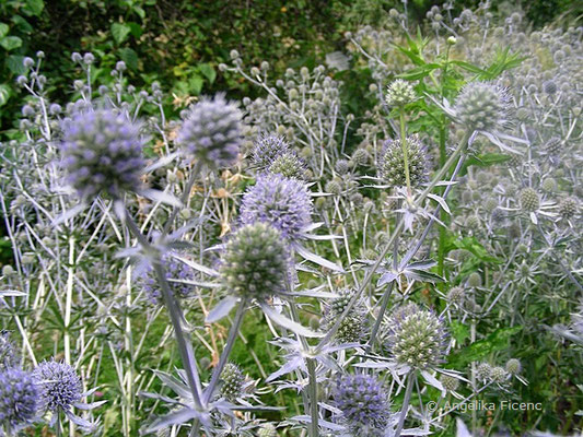 Eryngium planum - Flachblatt-Mannstreu