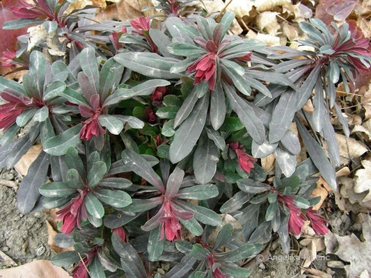 Euphorbia amygdaloides "Purpurea" - Mandel-Wolfsmilch  © Mag. Angelika Ficenc